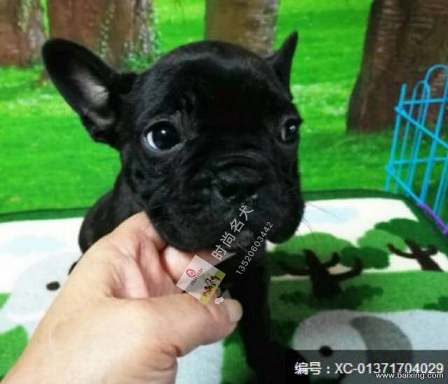 纯种法国斗牛犬 法斗 法牛 方脸短体 赛级双血