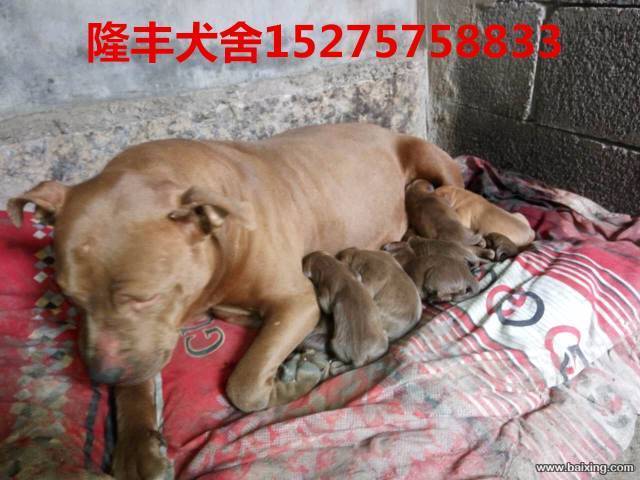 犬舍直销比特犬，大头大骨架，性格凶猛，血统纯正