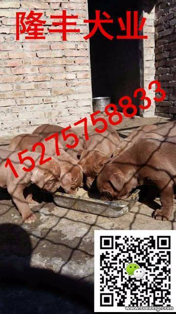 犬舍直销比特犬，大头大骨架，性格凶猛，血统纯正