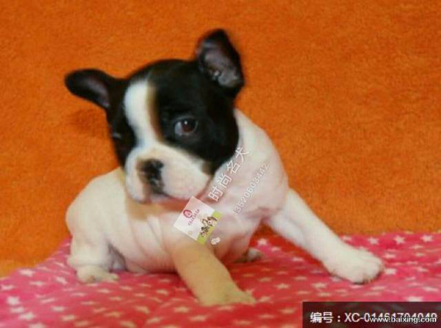 纯种法国斗牛犬 法斗 法牛 方脸短体 赛级双血