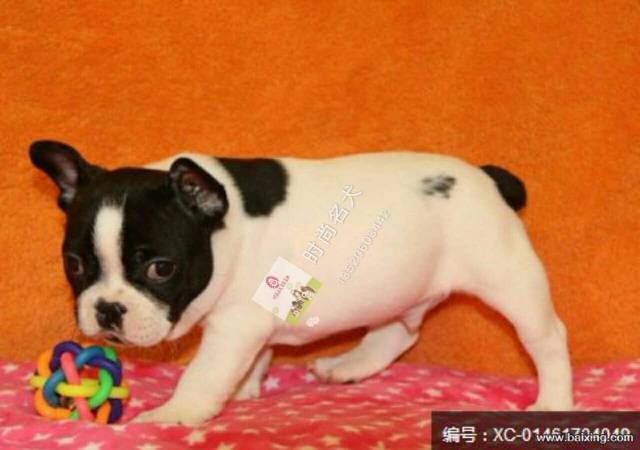 纯种法国斗牛犬 法斗 法牛 方脸短体 赛级双血
