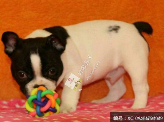 纯种法国斗牛犬 法斗 法牛 方脸短体 赛级双血