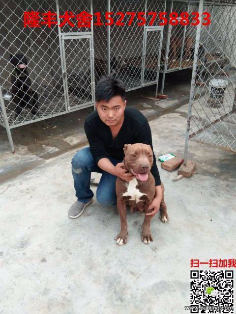 犬舍直销比特犬，大头大骨架，性格凶猛，血统纯正