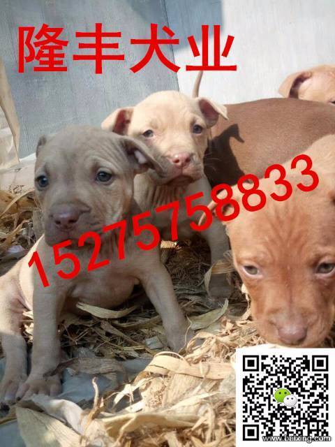 犬舍直销比特犬，大头大骨架，性格凶猛，血统纯正