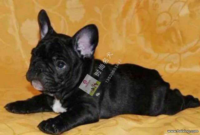 纯种法国斗牛犬 法斗 法牛 方脸短体 赛级双血