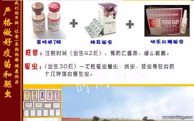 纯种法国斗牛犬 法斗 法牛 方脸短体 赛级双血