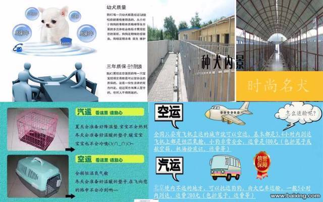 纯种法国斗牛犬 法斗 法牛 方脸短体 赛级双血